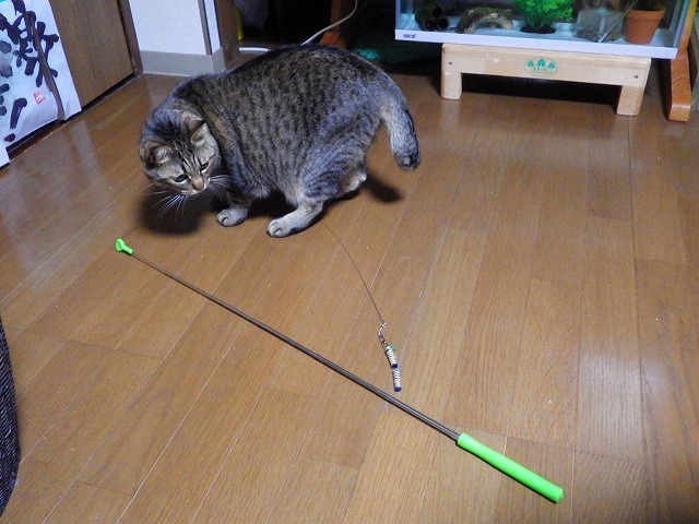 a0337237_15440315.jpg