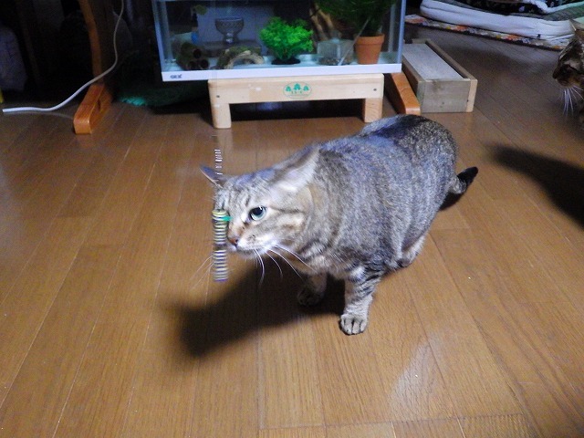 a0337237_15440473.jpg