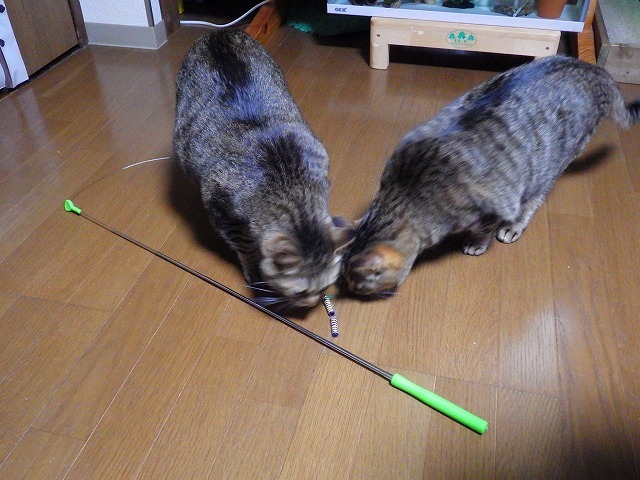 a0337237_15440497.jpg