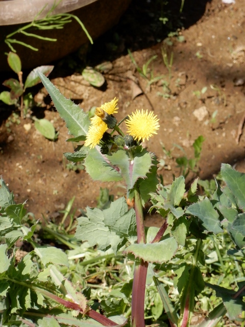 e0025300_20565558.jpg