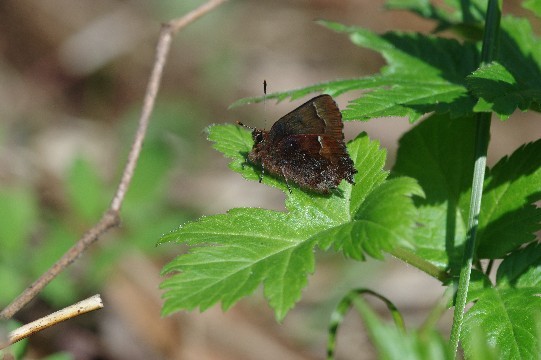 c0152317_20090405.jpg