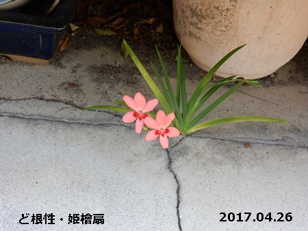 e0033229_18335987.jpg
