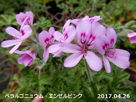 e0033229_18354177.jpg