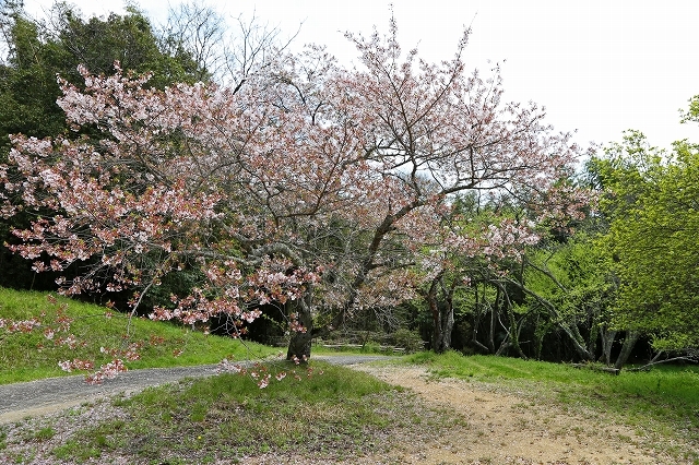 a0242438_19383920.jpg