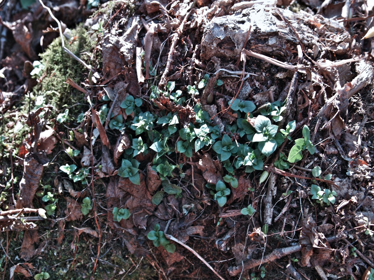 c0008948_10132963.jpg