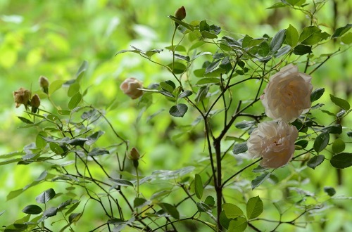c0186463_20101025.jpg