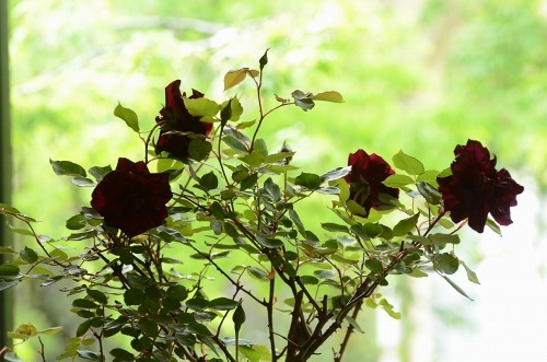 c0186463_20101134.jpg