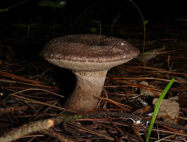 d0019074_6574267.jpg