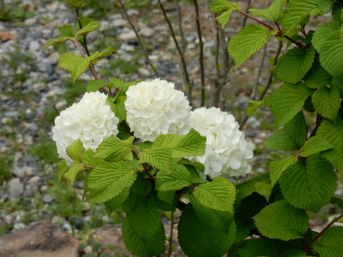 f0054677_11325059.jpg