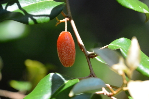 c0204385_17224417.jpg