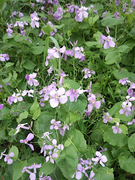 f0108399_00311151.jpg