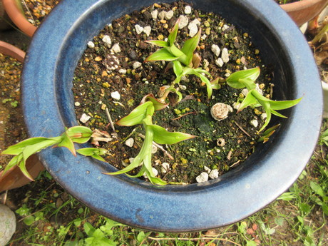 a0203003_1046266.jpg