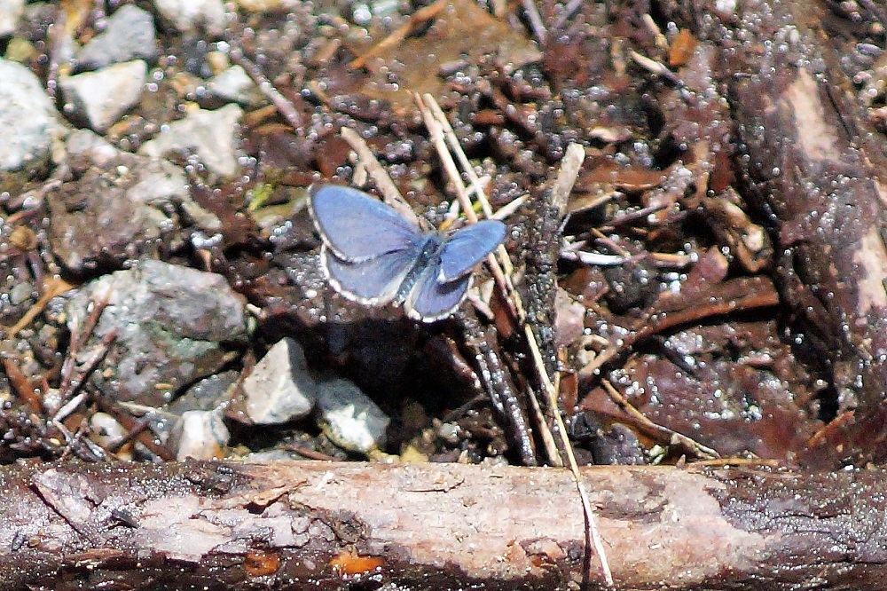c0042418_07344784.jpg