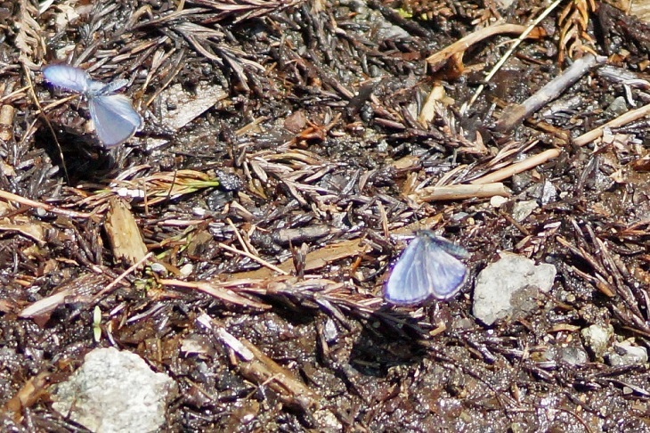 c0042418_07351728.jpg