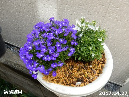 e0033229_146184.jpg