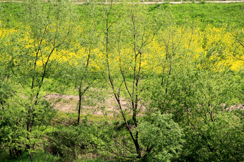 d0184337_17295727.jpg