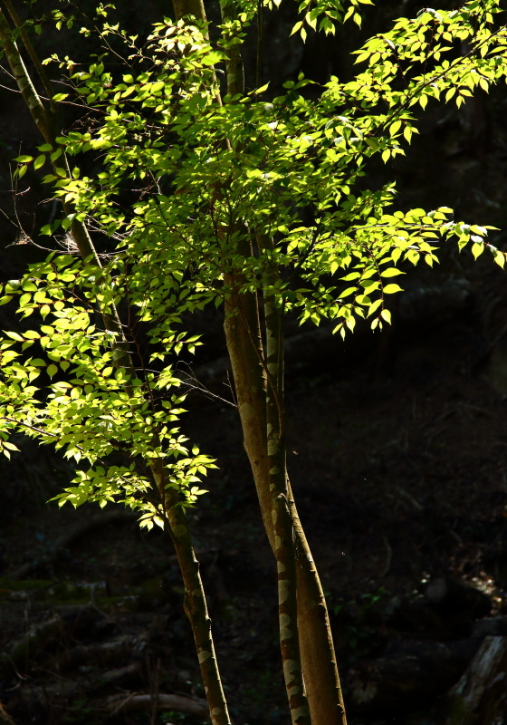 e0353539_15114735.jpg