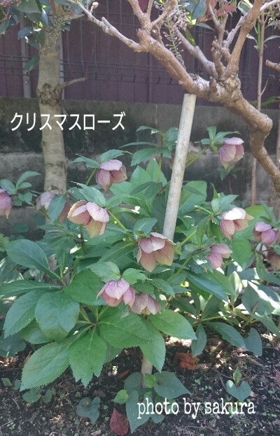 c0129250_1145218.jpg