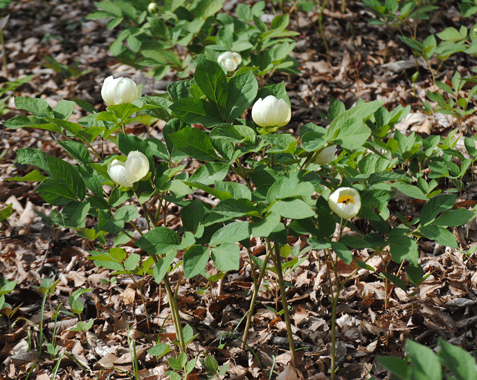 a0001354_20140568.gif