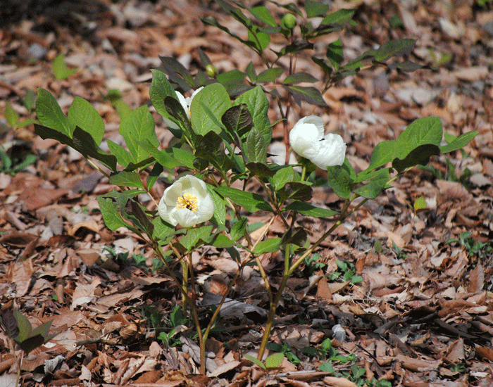 a0001354_20141661.gif