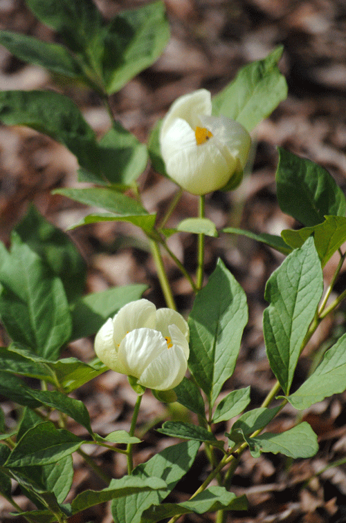 a0001354_20142675.gif
