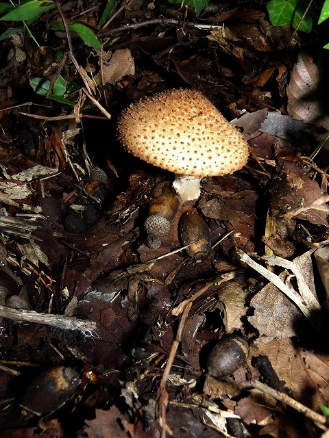 d0019074_7572771.jpg