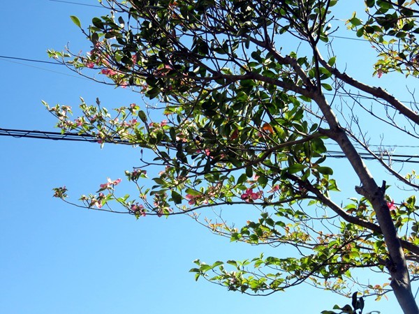 f0003174_16200174.jpg