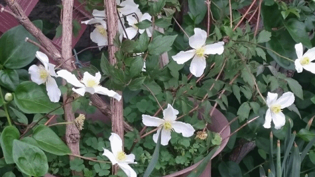 e0350415_21534670.gif