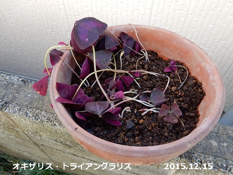 e0033229_14491888.jpg