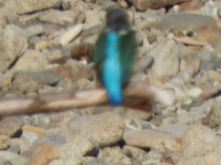 f0113136_1774827.jpg