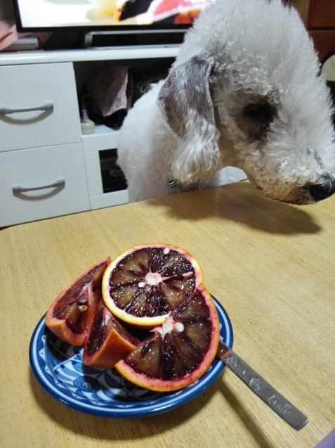 e0359403_20125669.jpg