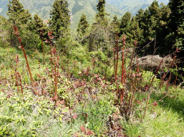 f0219710_07523069.jpg