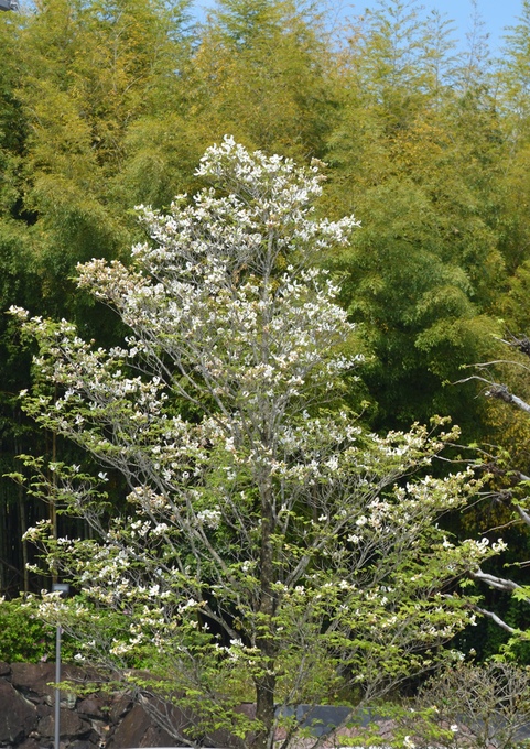 f0191517_15542193.jpg