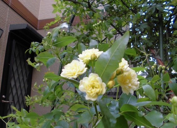 b0181818_10505678.jpg