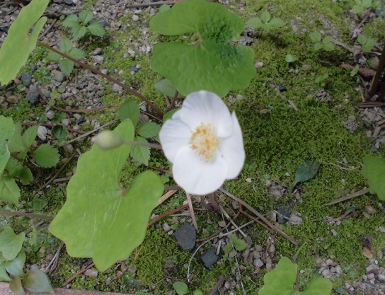 b0181818_10505909.jpg