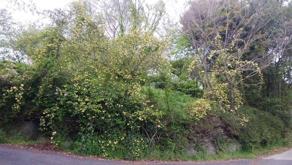 e0138242_22323791.jpg