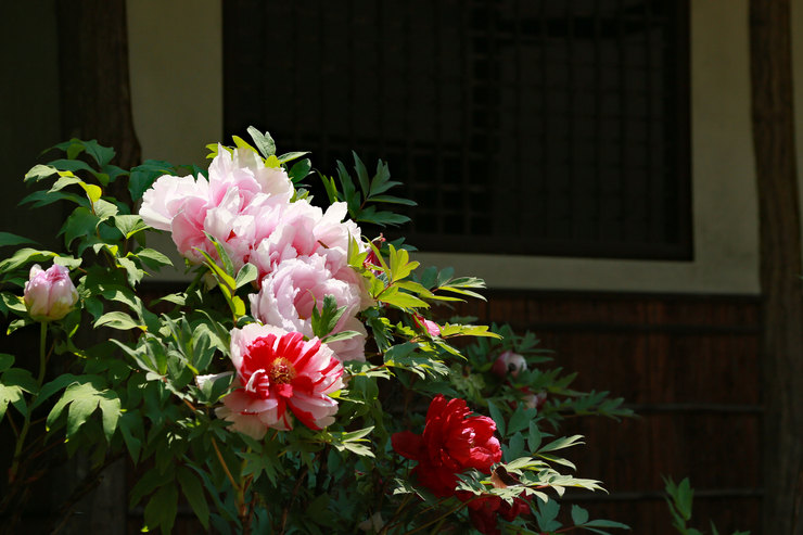 a0120949_8443855.jpg