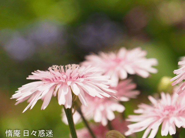 e0346064_16430781.gif