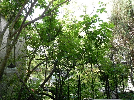 c0152002_18404114.jpg