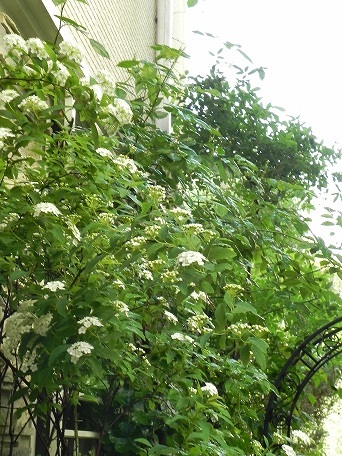 c0152002_18444048.jpg