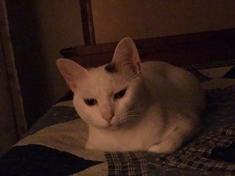 e0359604_11345984.jpeg
