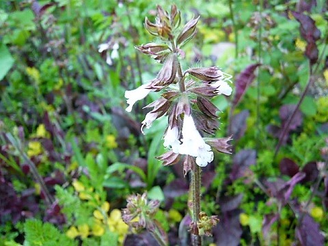 c0112206_2113489.jpg
