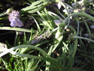 c0352015_21271218.jpg