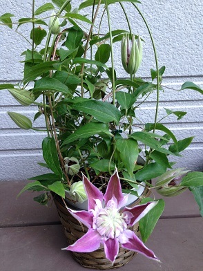 c0046316_20470455.jpg