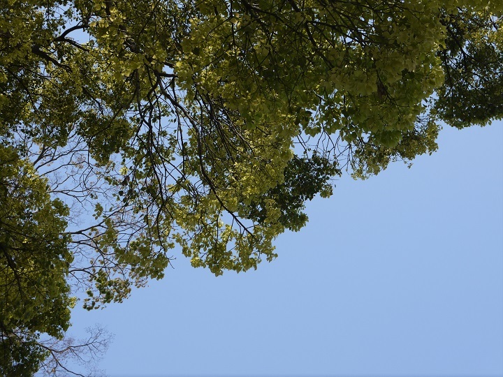 e0137130_21440139.jpg