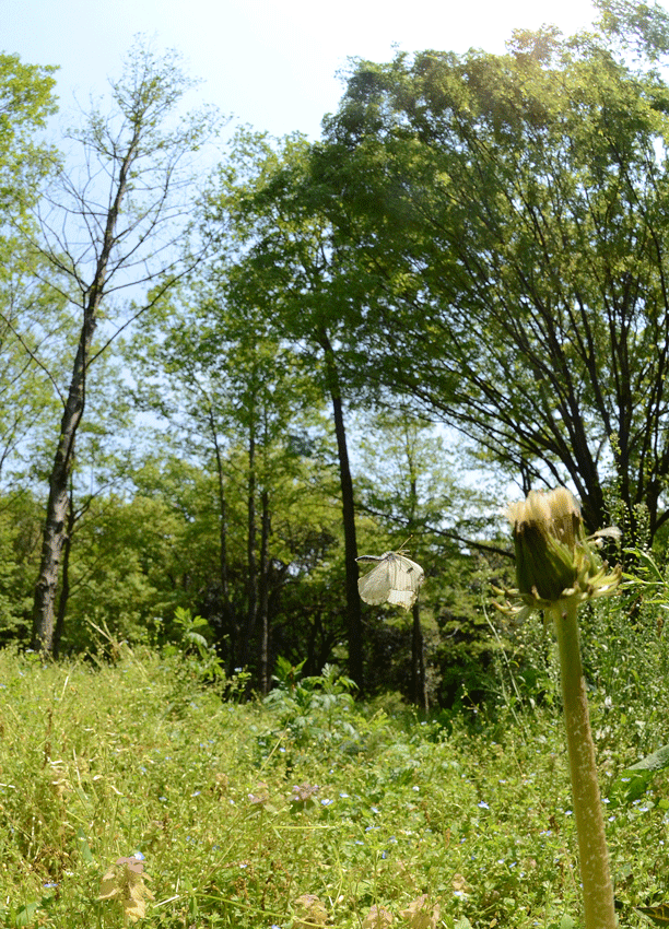 a0126632_1345911.gif