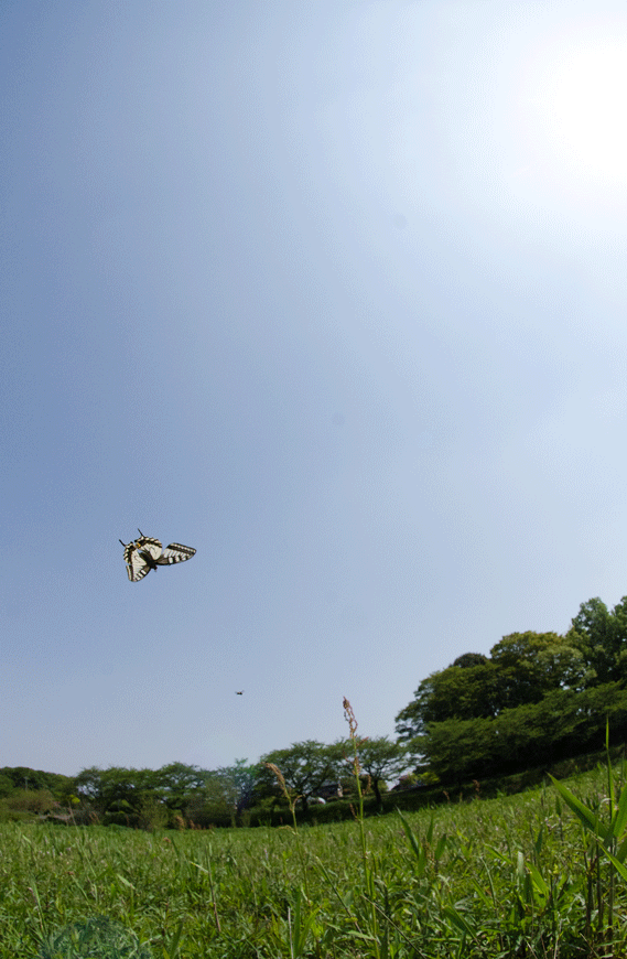 a0126632_1392363.gif