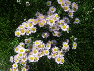 c0033636_8195761.jpg
