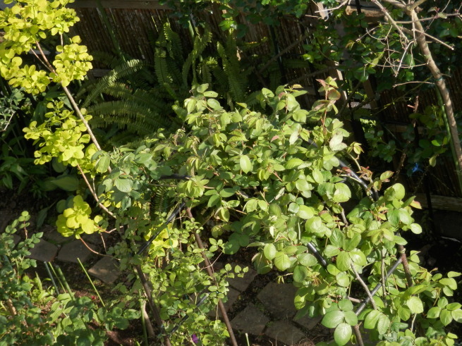 e0288951_17124541.jpg