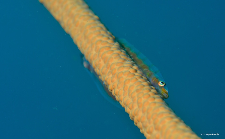 e0158261_2233124.jpg